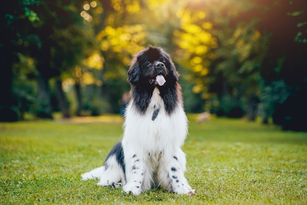 Hermoso perro de Terranova en el parque.