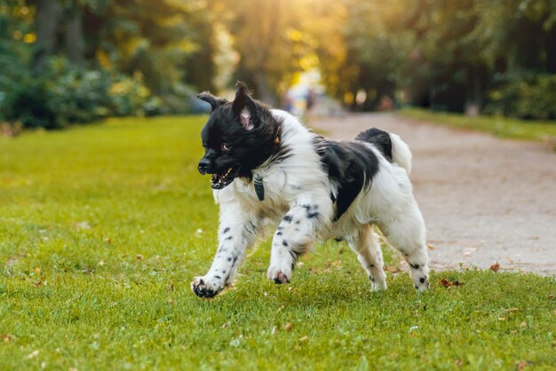 Hermoso perro de Terranova en el parque.