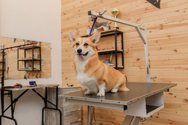 Hermoso perro Welsh Corgi Pembroke en la mesa de aseo esperando un corte de pelo de un peluquero profesional