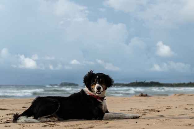 Hermoso perro yace en la arena cerca del océano