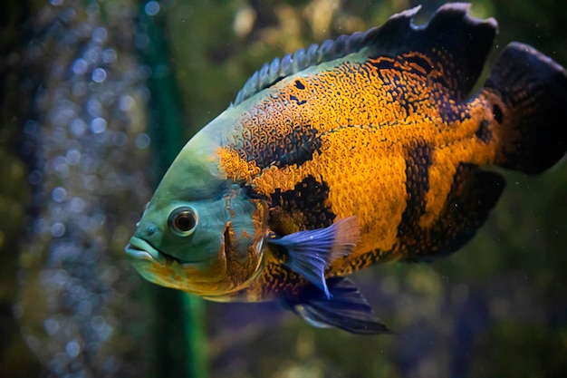 Hermoso pez en el acuario