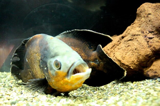 Hermoso pez en el acuario