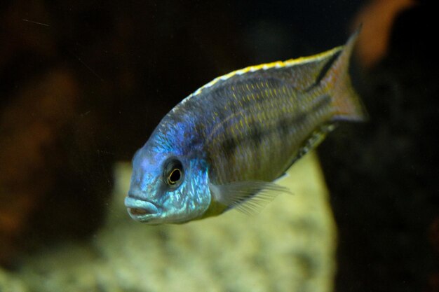 Hermoso pez en el acuario