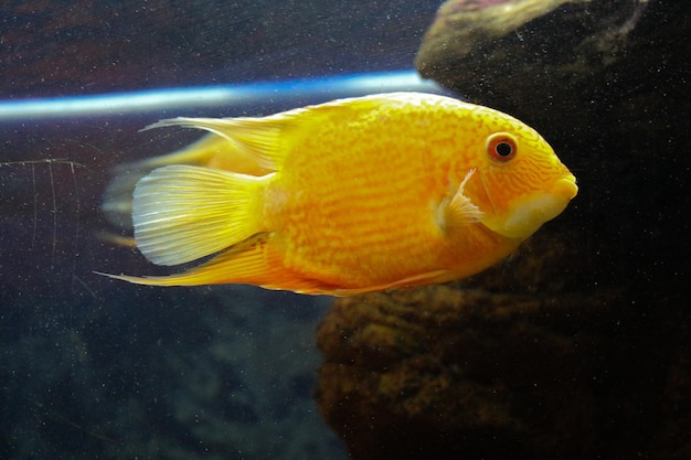 Hermoso pez en el acuario