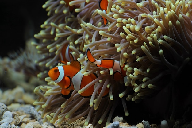 Hermoso pez de anémona en el arrecife de coral, peces marinos submarinos de Indonesia