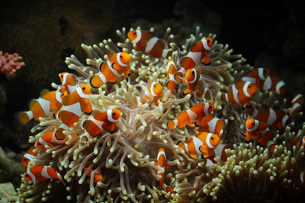 Hermoso pez de anémona en el arrecife de coral, peces marinos submarinos de Indonesia