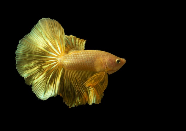 Foto hermoso pez betta dorado raro o pez luchador sobre fondo negro