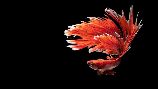 Hermoso pez betta rojo con fondo negro sólido