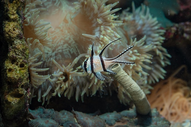 Hermoso pez cardenal de Banggai en el arrecife de coral