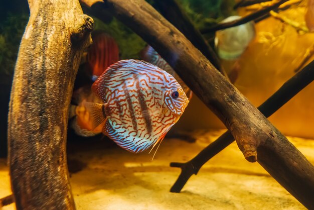 Foto hermoso pez disco symphysodon aequifasciata axelrodi nadar bajo el agua