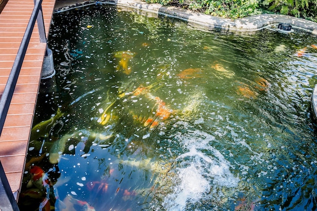 Hermoso pez koi en estanque en el jardín