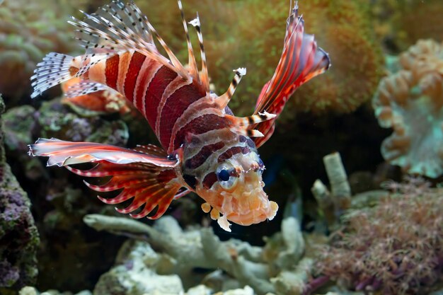 Hermoso pez león enano difuso en los arrecifes de coral primer plano de pez león enano difuso