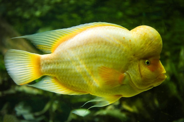 Hermoso pez en el oceanario