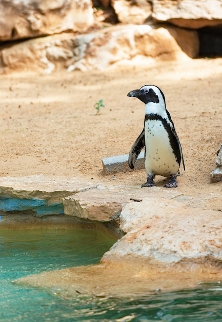 hermoso pingüino sudafricano en la naturaleza