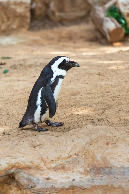 hermoso pingüino sudafricano en la naturaleza