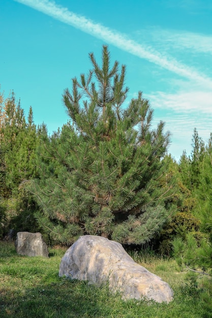 Hermoso pino conífero en la naturaleza