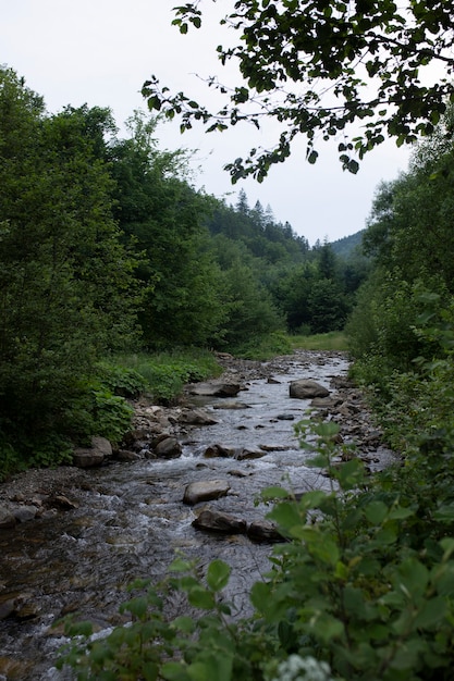 Hermoso y pintoresco río en medio del bosque.