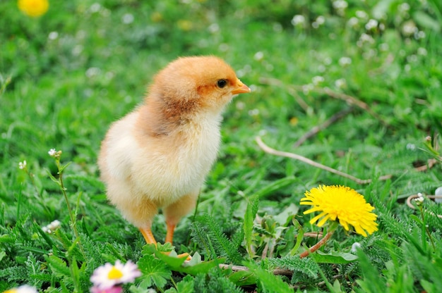 Hermoso pollito sobre hierba verde en el jardín