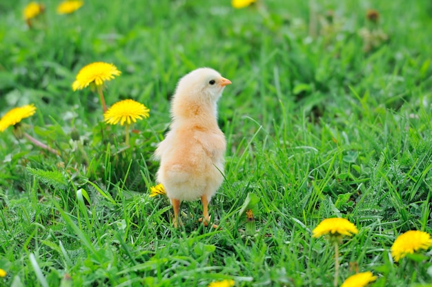 Hermoso pollito sobre hierba verde