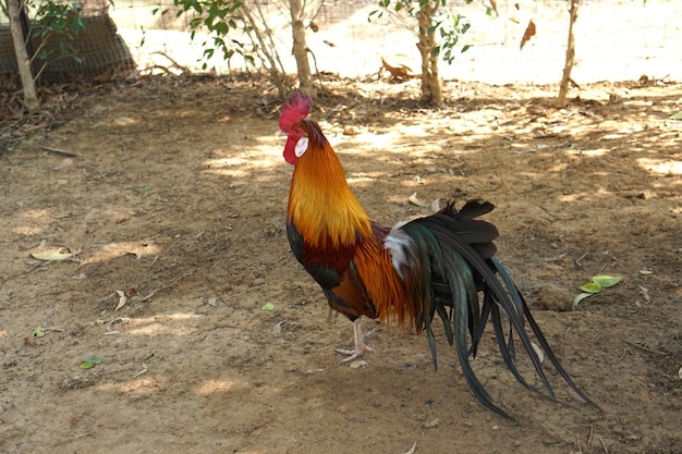 Hermoso pollo colorido con plumas de colores