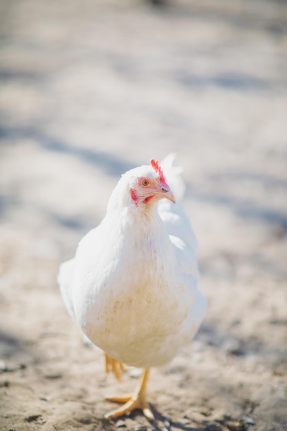 Un hermoso pollo doméstico de color blanco.