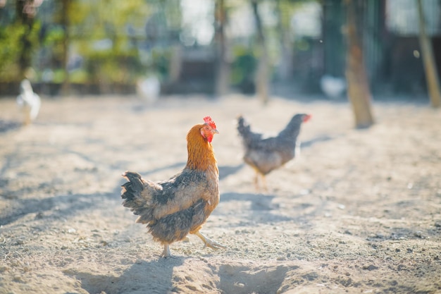 Un hermoso pollo doméstico de color blanco.