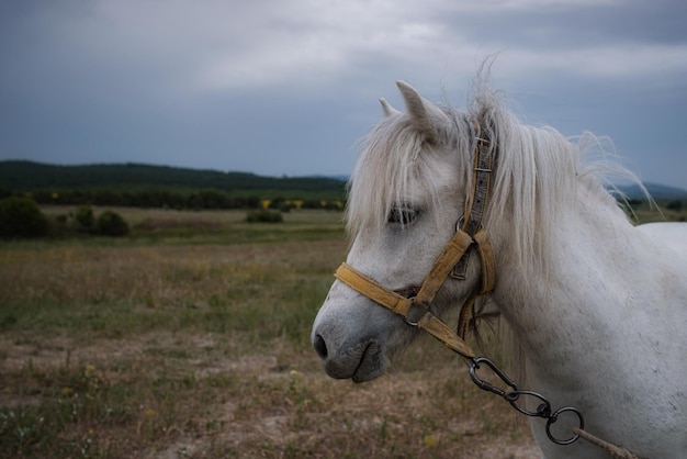 Hermoso pony blanco en el campo en el pueblo Tiempo nublado