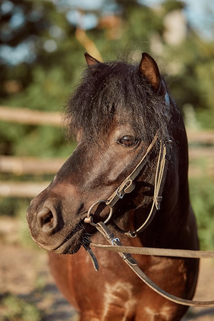 Hermoso pony marrón, primer plano del hocico, aspecto lindo, melena, fondo de campo, corral, árboles. Los caballos son animales maravillosos