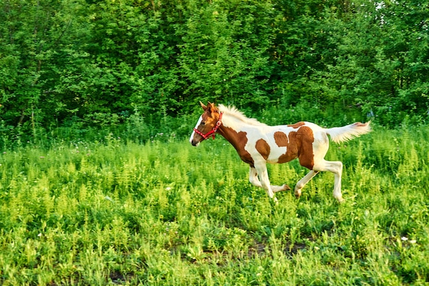 Hermoso potro de bahía correr al galope en la primavera verde pastos, Tomsk, Siberia, Rusia