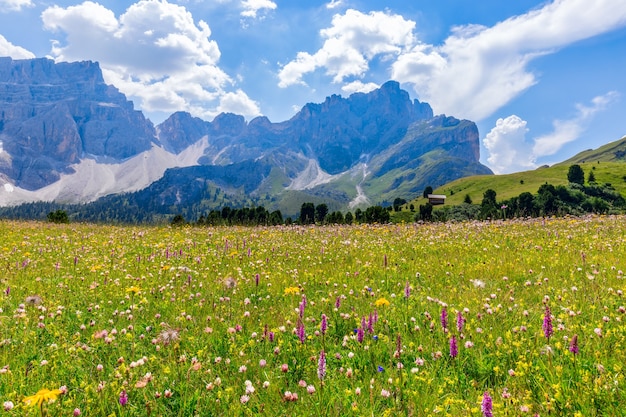 Hermoso prado alpino en flor en primer plano y Dolomitas italianos en el fondo.