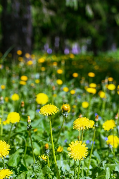 En un hermoso prado, los dientes de león de color amarillo brillante florecen en primavera.