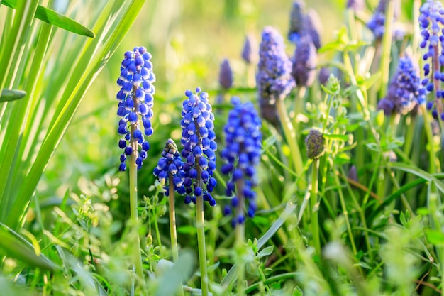 Hermoso prado Flores azules brillantes de muskari armenio