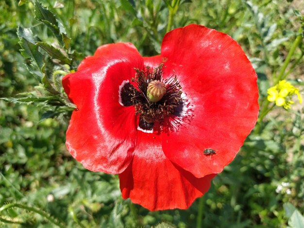 Hermoso primer plano de amapola roja Flor de primavera o verano de color brillante con estambres pistilos Pétalo brillando al sol