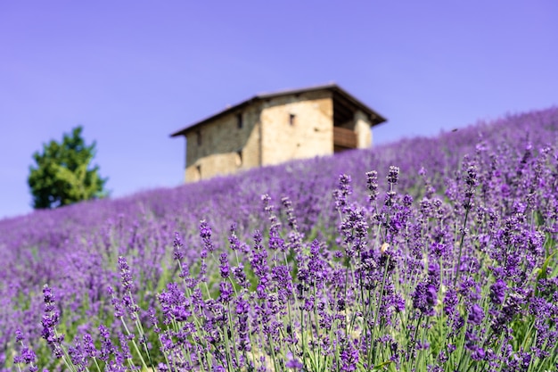 Hermoso primer plano de arbustos de flores de lavanda púrpura en verano.