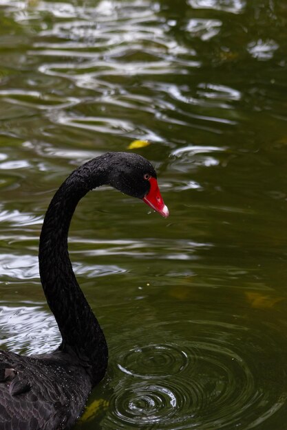 Hermoso primer plano de un cisne negro cubierto de gotas de agua