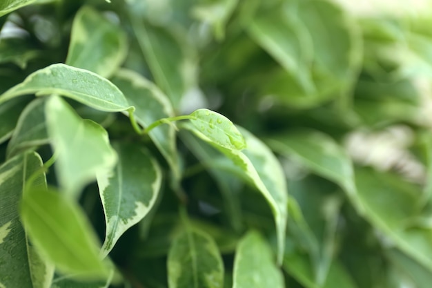 Hermoso primer plano de ficus