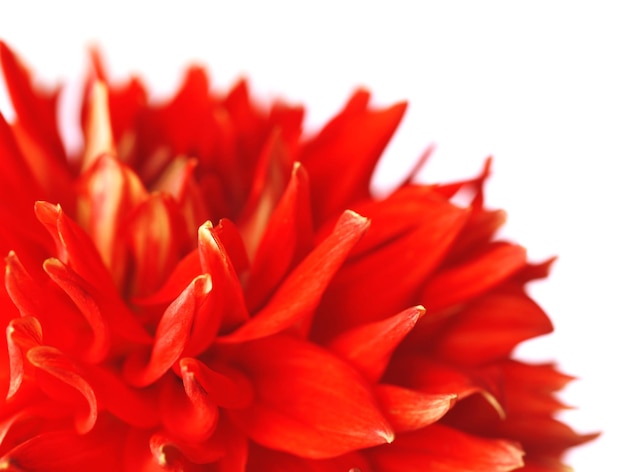 Hermoso primer plano de flor de dalia roja