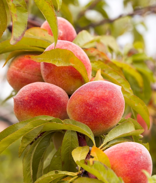 Hermoso primer plano con frutos maduros de melocotón rojo