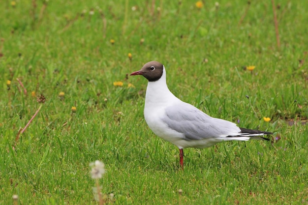 Hermoso primer plano de gaviota en el fondo de la hierba mira a lo lejos