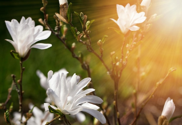 Hermoso primer plano de magnolia blanca floreciente en el sol de la mañana