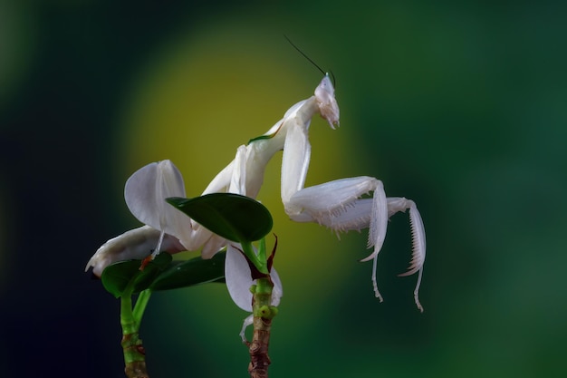 Hermoso primer plano de mantis orquídea