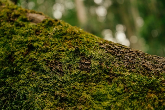 Hermoso primer plano de musgo verde en la corteza de un árbol Hermoso fondo de musgo para papel tapiz