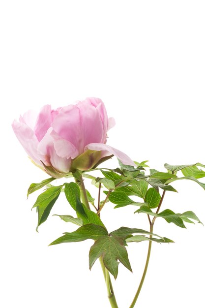 Hermoso primer plano de peonía rosa grande sobre un fondo blanco