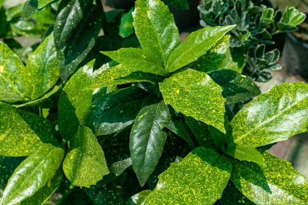 Un hermoso primer plano de la planta croton de polvo de oro