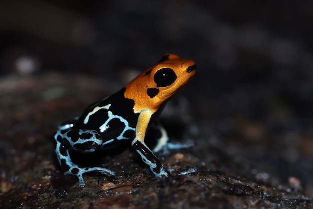 Hermoso primer plano de Ranitomeya