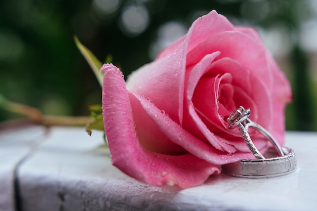 Hermoso primer plano rosa y anillos de boda con gotas de agua