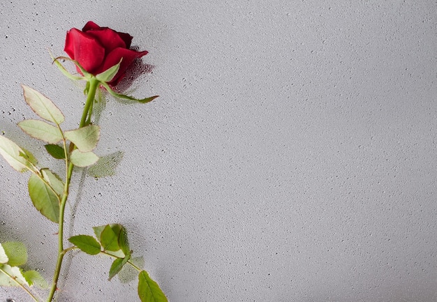 Hermoso primer plano rosa con gotas de agua