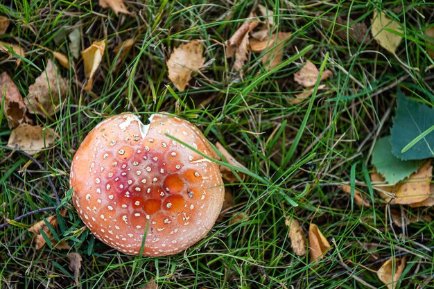 Hermoso primer plano de setas del bosque en la hierba setas de la temporada de otoño y hojas en la hierba