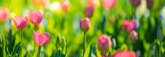 Hermoso primer plano de tulipanes rojos soleados en la naturaleza primaveral para el diseño de tarjetas, Pascua. Plantilla de San Valentín