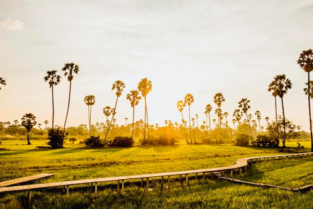 Hermoso puente de bambú de madera entre las palmeras tropicales al atardecer